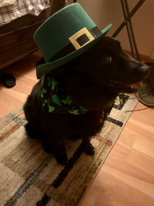 Luck, Legends, and Loyal Companions: A St. Patrickโs Day Tale for Adventurous Pups ๐๐